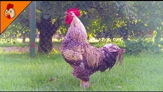 Rooster Crowing Compilation Duet Plus  Rooster Sounds Effect Alarm  Chicken Sounds [upl. by Odnomyar]