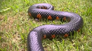 Eastern Mud Snake [upl. by Nitsug200]