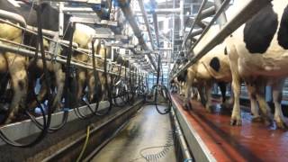 Milking parlour series Paddy O Gorman Co Tipperary [upl. by Nyrok261]