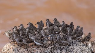 Sharing the Coast with Shorebirds [upl. by Valenka310]