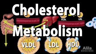 Cholesterol Metabolism LDL HDL and other Lipoproteins Animation [upl. by Ermina338]