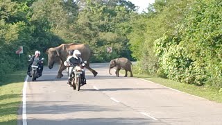 Elephant attack on the road Ataque de elefante en la carretera வீதியில் யானை தாக்குதல் elephant [upl. by Dove]