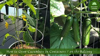 How to Grow Cucumbers in Containers  on the Balcony  From Seed to Harvest [upl. by Shieh600]