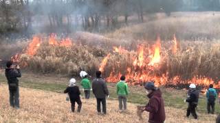 2016年の小貝川河川敷の野焼き  Controlled burning in Japan  Kokaigawa River Ibaraki Prefecture [upl. by Tristram]