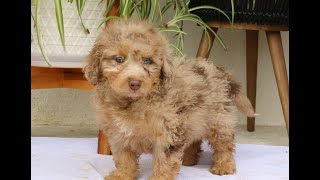 Mini Bernedoodle Puppies for Sale [upl. by Sims]