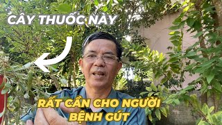 Công dụng của cây nở ngày đất  Cách dùng cây nở ngày đất chữa bệnh gút [upl. by Gelb]