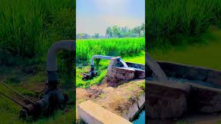 Sohna village villagelife sohnapunjab [upl. by Olenta]