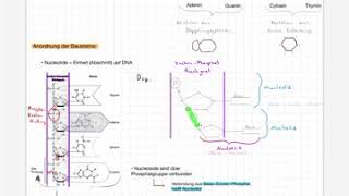 Aufbau der DNA Nucleotide Basenpaarung und ChargaffRegel [upl. by Buxton482]