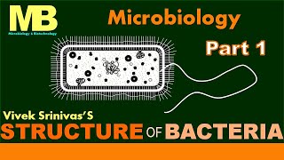 STRUCTURE OF BACTERIA  Part 1  Microbiology  Vivek Srinivas  Bacteriology [upl. by Stuckey]