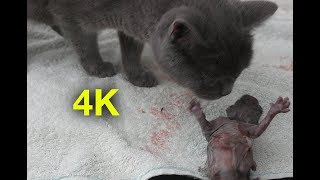 Pregnant cat giving birth to 3 kittens 2018  4K [upl. by Atilahs90]