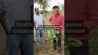 Benefits of ugani hambu Ipomoea campanulata by Hunsur Thammaiah [upl. by Raamal]