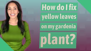 How do I fix yellow leaves on my gardenia plant [upl. by Liane]