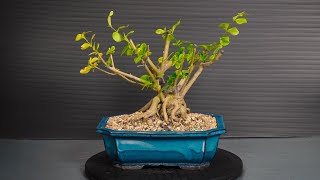 Making Bonsai from nursery stock  2 [upl. by Laehcor495]