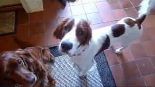 Life with Irish Setters [upl. by Maria]