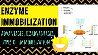 Enzyme Immobilization advantages disadvantages types applications [upl. by Nollek]