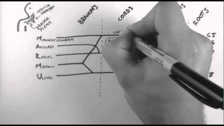 Brachial Plexus [upl. by Yramliw124]