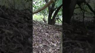 Wallaby or Large Pademelon past Woonoongoora Walkers Camp Springbrook Australia🏞️🦘🌲7823 15s [upl. by Aerdnac]