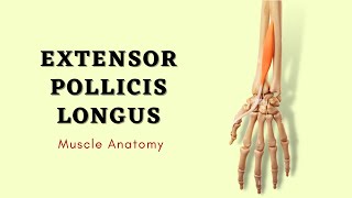 Extensor Pollicis Longus Muscle Anatomy  Muscle of Posterior Forearm  Doctor Speaks [upl. by Aihsile194]