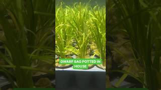 DWARF SAGITTARIA SUBULATA EASIEST FOREGROUND PLANT POTTED IN HOUSE [upl. by Eidson411]