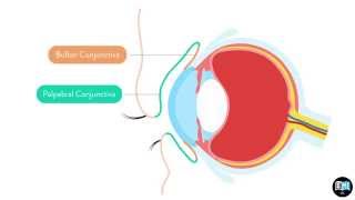 Eye Anatomy Chapter 2  The Conjunctiva 1 [upl. by Efinnej763]