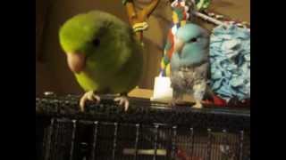 How to care for a Parrotlet [upl. by Bate]