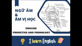 English Phonetics and Phonology lecture 6 [upl. by Mattie]