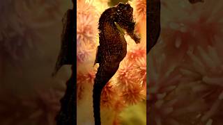 Fascinating 4K Seahorse Documentary An Underwater Wonder“ [upl. by Brabazon]