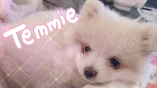 ♡TEMMIE  my pomeranian puppy♡ [upl. by Neyugn]