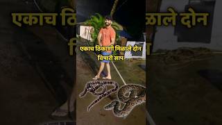 INDIAS MOST VENOMOUS SNAKE 🐍marinerakash shorts ytshorts snake venomoussnake [upl. by Lovmilla]