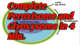 Peroxisome and Glyoxysome class 11 biology Mdcat [upl. by Hirasuna]