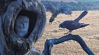 Courting Kestrels Bother Barn Owls in Nest🦉⚔❤  Mr amp Mrs Kes  Robert E Fuller [upl. by Yeneffit]