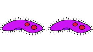 Unicellular and Multicellular [upl. by Anavrin]