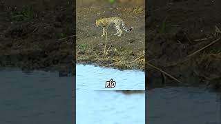 cocodrilo 🐊 vs leopardo 🐆 animales vidasalvaje animals shorts viral leopard [upl. by Ydor]