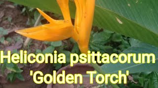 Heliconia psittacorum x spathocircinata Golden Torch [upl. by Annoyk405]