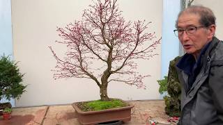 Maple Bonsai Critique [upl. by Nyrehtac615]