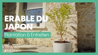 Comment planter un érable du japon en pot pour sa terrasse   Truffaut [upl. by Guerin]