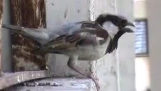 House sparrow singing sound [upl. by Aklam]