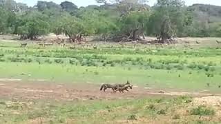 Jackals hunting a deer in Yala National Park  Sri Lanka [upl. by Schifra]