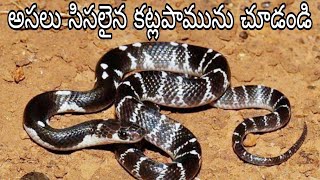 అసలు సిసలైన కట్లపామును చూడండి See original common krait snake 9985545526 [upl. by Hicks844]