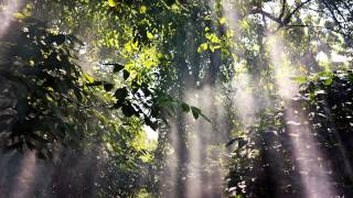 Peru Amazon Ayahuasca Shamanic Music [upl. by Bridgette]