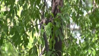 Sandalwood Santalum album Chandan Tree video by Shirishkumar Patil [upl. by Ocram348]