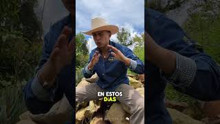 😳🔥👇👇MOTOSIERRA DEL DF 🆚 EL DICTADOR DE RANCHO EL ORGULLO😳🔥👇 [upl. by Goldfarb]