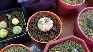 Astrophytum Variegated Seed Grown [upl. by Lara271]