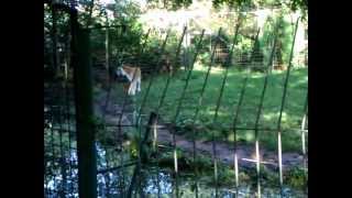 Bengaalse witte tijger amp gouden tijger  Bengal White Tiger amp Golden Tiger Olmense Zoo [upl. by Zea]