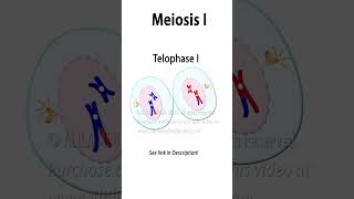 Meiosis Animation with Crossingover biology celldivision meiosis genetics recombination [upl. by Lada]