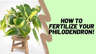 How To Properly Fertilize Your Philodendron [upl. by Alta862]