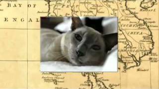 Cats 101 Siamese [upl. by Amelita]