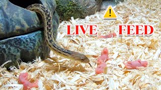 Gopher Snake Eats 6 Baby Pinkie Mice  Warning LIVE FEED [upl. by Dranek]