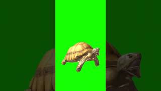 Turtle Cartoon Copyright Free [upl. by Howlan846]