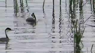 Western Grebe nesting colony North Dakota [upl. by Abrahamsen]